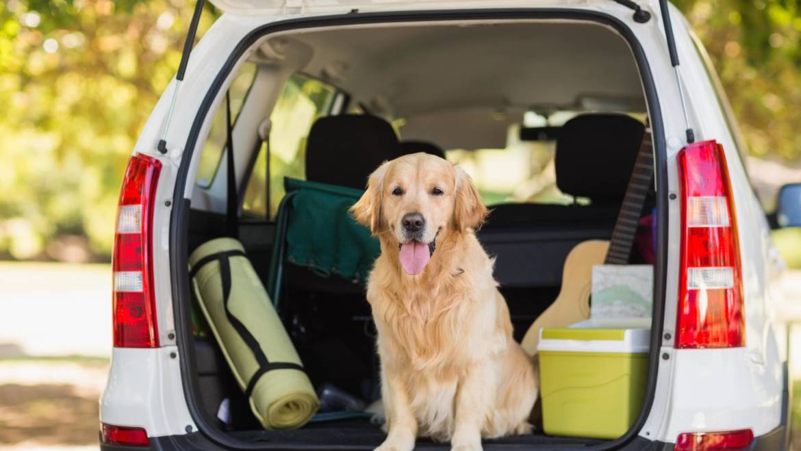 Safe Traveling With Your Four Legged Friend