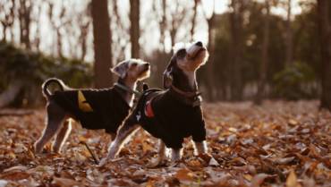 Fall Safety For Your Pets