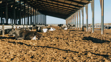 Avoiding Livestock Heat Stress