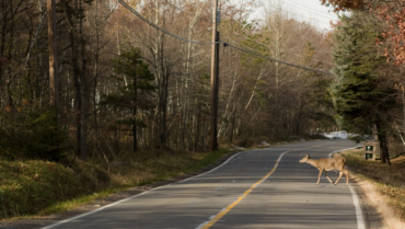 Does Car Insurance Cover Deer Hitting Your Car?